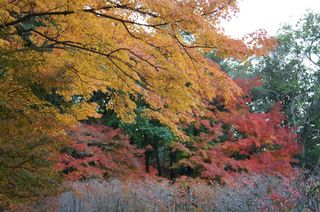 DSC01651.jpg