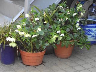DSC02218.jpg