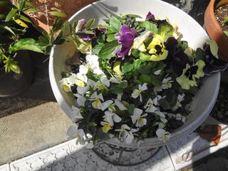 DSC02224.jpg