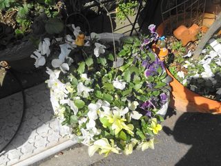 DSC02226.jpg