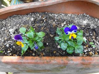 DSC02233.jpg