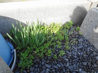 DSC02257.jpg