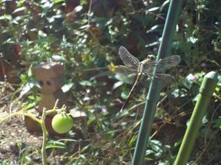 DSC03371.jpg
