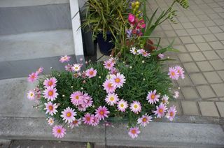 DSC03585.jpg
