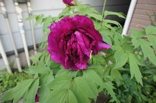 DSC03594.jpg