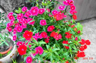 DSC03871.jpg