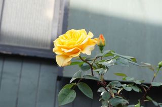 DSC03887.jpg