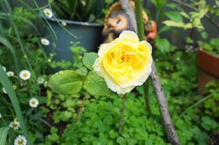 DSC03943.jpg