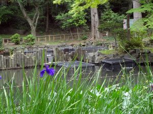 DSC04287.jpg