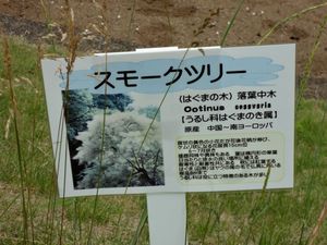 DSC04352.jpg