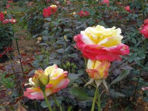DSC04355.jpg