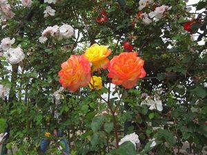 DSC04359.jpg