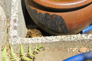 DSC04452.jpg