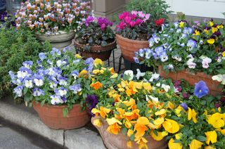 DSC05532.jpg