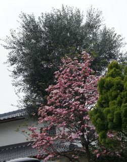 DSC05560.jpg