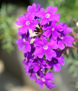 DSC05902.jpg