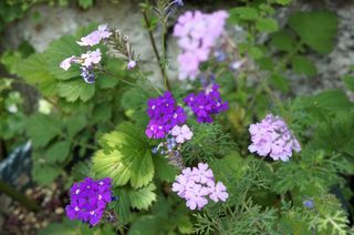 DSC05908.jpg