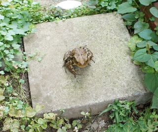 DSC06004.jpg