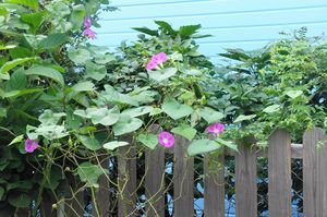 DSC06039.jpg