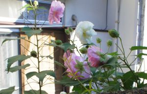 DSC06119.jpg
