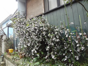 DSC09517.jpg