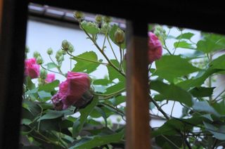 すいふよう13.jpg