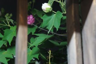 酔芙蓉1.jpg