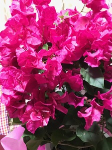 IMG_1084.jpg