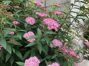 IMG_1263.jpg