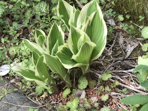 IMG_3836.jpg