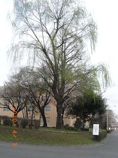 asaka4.jpg