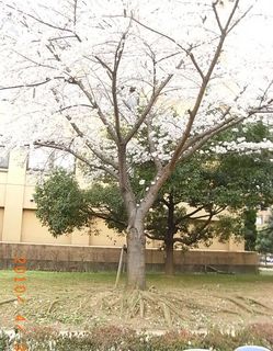 aska5.jpg