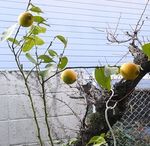 lemon.jpg
