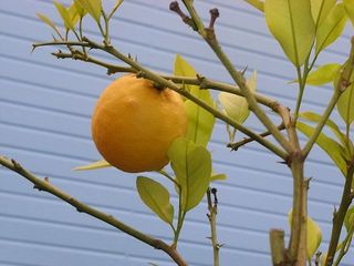 lemon2.jpg