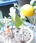 lemon2.jpg
