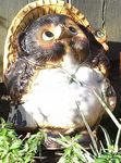 tanuki.jpg